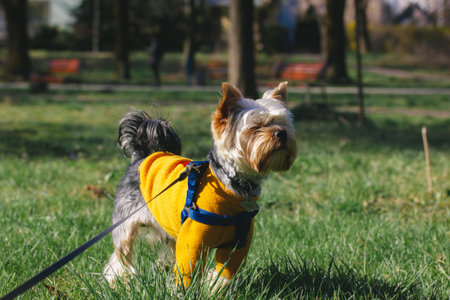 A pretty little cute dog Yorkshire Terrier breed walking on green lawn in spring or autumnal garden park. Puppy in warm orange yellow sweatshirt. Clothes for pets. Canine breed Domestic animal outdoorの写真素材