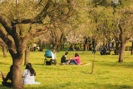Madrid, Spain March 12, 2023 A city park on a sunny spring day People relaxing in nature at a picnic sitting on the green grass among blossoming fruit trees Family entertainment in the orchard outdoorのeditorial素材