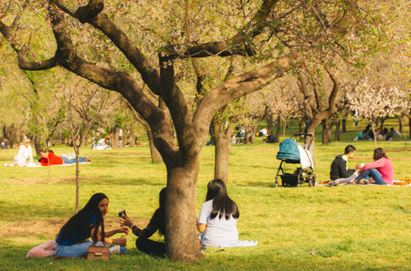 Madrid, Spain March 12, 2023 A city park on a sunny spring day People relaxing in nature at a picnic sitting on the green grass among blossoming fruit trees Family entertainment in the orchard outdoorのeditorial素材