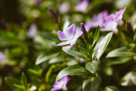 Flowering bushes of vinca minor blue violet delicate flowers among green foliage in a spring garden. A perennial herbaceous plant of the genus Vinca in the family (Apocynaceae). Periwinkle Variegata.の写真素材