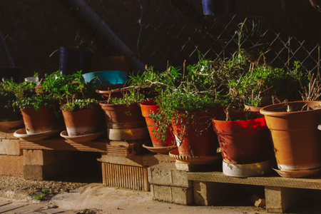 A lot of flower pots with different plants in a back yard in a home garden. Growing plants outside on a street. Growing flowers for sale in a flower store. Flower growing, cultivation. hobby.の写真素材