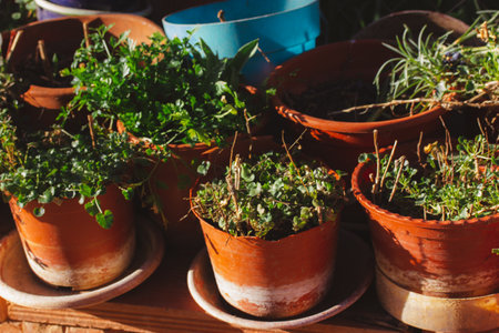 A lot of flower pots with different plants in a back yard in a home garden. Growing plants outside on a street. Growing flowers for sale in a flower store. Flower growing, cultivation. hobby.の写真素材