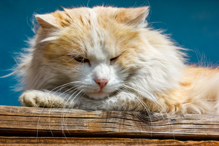 Portrait of a gorgeous big white red fluffy long-haired cat with long whiskers lying on wooden bench on a blue background. Stray animals, feline pets relaxing outdoors. Sleepy serious cat's muzzle.の写真素材