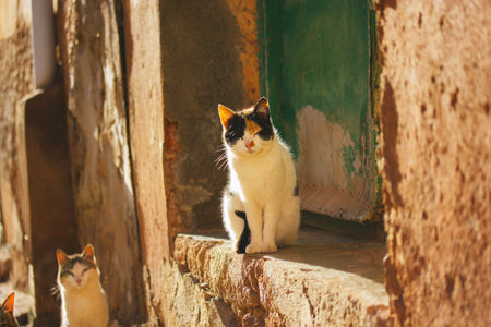 Funny white black furry homeless cats are sitting on a city street in sunny day. Yard cat in an urban environment. Feline animals, abandoned missing felines outdoors. Moustached tomcat on a doorstep.の写真素材