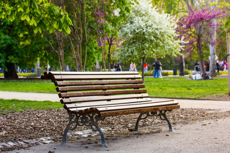 A wooden bench in city park in spring day. Beautiful landscape with blooming lilac and white...
