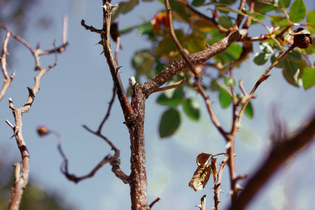 Branched thorny branches twigs of the rosebush. A branch of a young tree rose with green fresh...