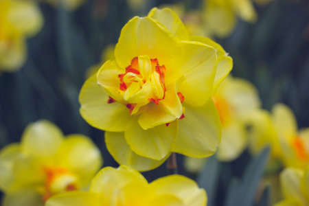 Narcissus terrycloth Tahiti yellow flowers with bright red center. Bright fresh narcissus buds on a dark background. Growing bulbous plants in a garden, orchard in spring. flower head macro photo.の写真素材