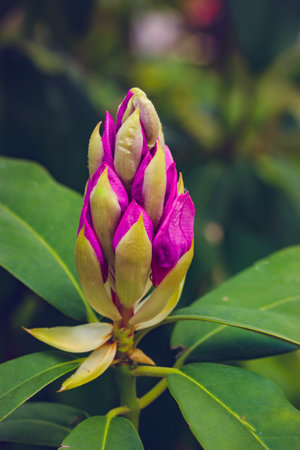 A twig branch with closed lilac pink flower bud on a flowering shrub of Rhododendron X Clivianum (Ericaceae) in a Royal Botanical Garden of Madrid in spring. floral wallpaper. Tropical macro blossom.の写真素材
