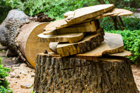 Cut down tree in green park, garden, forest, homestead. Timber industry and production. Wood cutting, round wooden logs. Environment, nature protection, ecology concept. Save rainforests.の写真素材