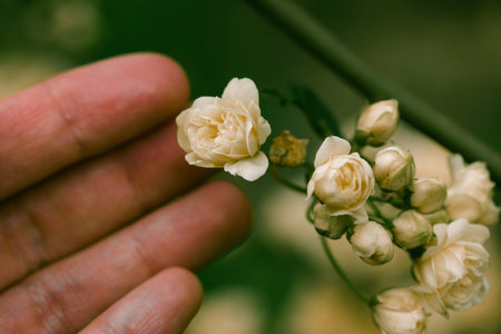 Creamy white miniature roses, fragrant buds in female hand. Woman touching flowering buds on shrub in a spring summer garden. Floral greeting card. Roses on a twig, branch on green natural background.の写真素材