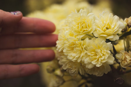 Creamy yellow miniature roses, fragrant buds in female hand. Woman touching flowering buds on shrub in a spring summer garden. Floral greeting card. Roses on a twig, branch on green natural backgroundの写真素材