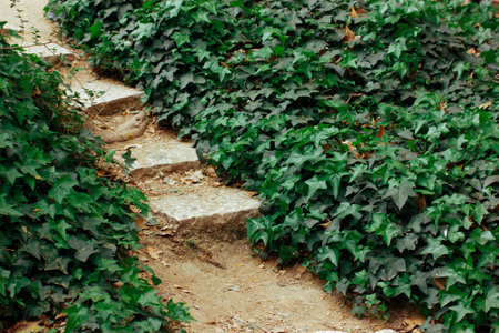 Stone paved pathway path steps among lush fresh green vegetation, leaves goes up in a botanical garden, park, forest. Journey to nature into the wild Plants growing in home orchard.の写真素材