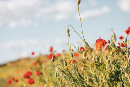 A lot of fresh red poppies blooming in a green spring meadow in a warm sunny day. natural springtime landscape. Wild flowers blossom on a wind. beautiful floral wallpaper. Macro photo of the plants.の写真素材