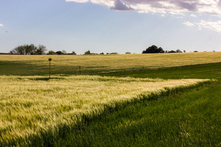 Green meadow with fresh grass swaying in a wind in sunny spring summer day. Farmland landscape in...