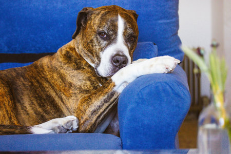 German brown white boxer lying on blue couch. Medium-sized breed of short-haired service clever dog bred. Big gorgeous canine domestic animal with serious muzzle resting indoors. home guard. A petの写真素材