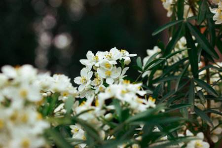 Aromatic white flowers. Mexican Orange (Choisya ternata) on green blossoming bush, tree in spring or...