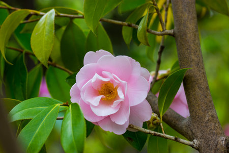 A pink camellia flower bud blooms on an evergreen shrub in a spring garden. One flower on a twig brunch among fresh green leaves Camellia sinensis, used to make tea. floral postcard. Floriculture.の写真素材