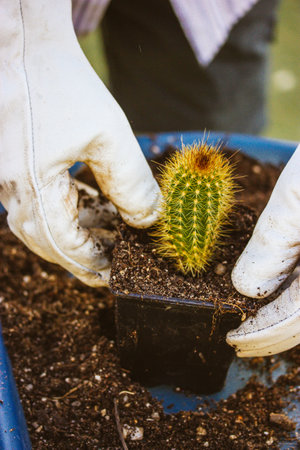 Gardener in white glows working in garden greenhouse replanting Pilosocereus pachycladus cacti. cactus care. Cultivation, horticulture, floriculture concept. Small ecological flower business.の写真素材