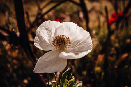 White poppies growing in a meadow. Uncultivated wild plants in a meadow in spring. The medicinal flower from which opium is produced. Decorative poppy papaver blossom. A single flower macro photo.の写真素材