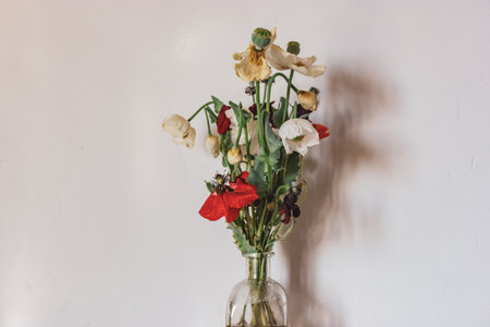 Clear glass vase with red and white wilted poppies against a white wall. Wildflowers in the interior. Floral composition, bouquet in vase on a table indoors. natural light. Decor for rural house, homeの写真素材