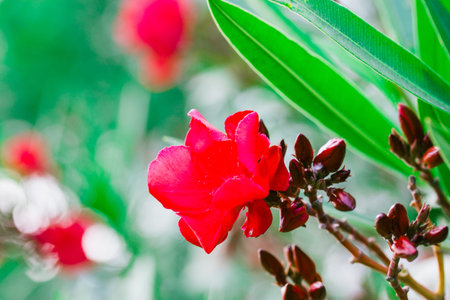 Red oleander flower. Buds on a blooming shrub in a spring or summer tropical garden. macro flower...