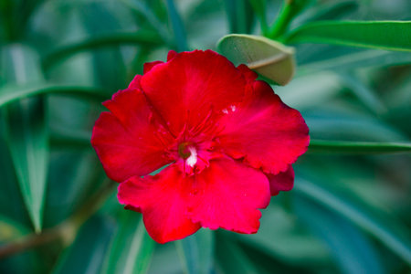 Red oleander flower. Buds on a blooming shrub in a spring or summer tropical garden. macro flower...
