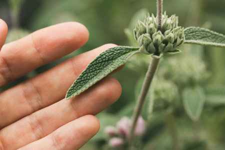 Plants of Jerusalem Sage, Phlomis Purpurea in female hand. A gardener is growing, take care about Mediterranean shrub with beautiful gray-green leaves. Gardens, rockery, groundcover A fresh green leafの写真素材