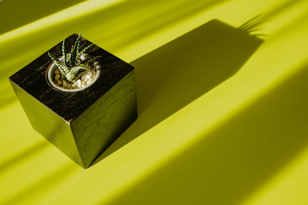 Room plant in a square pot for house flowers on a green yellow table top view and contrasting shades. Succulent at home top view. Potted cactus indoors. Growing plants at home garden. morning light.の写真素材