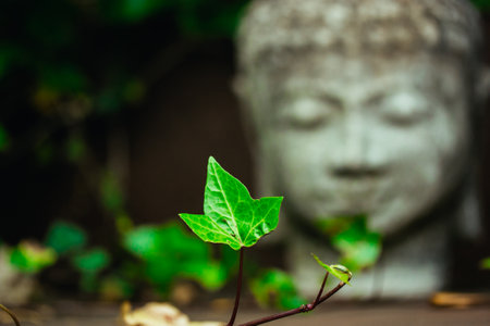 Gray stone statue head face of Buddha as a symbol of harmony, Buddhism religion. Place for meditation in asian garden among green leaves vertical photo. Old antique statue, Bhagwan or Lord Goutam Buddhaの写真素材