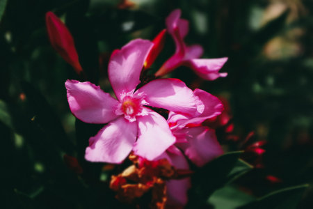 Beautiful pink flowering Nerium Oleander in full bloom in summer garden. Adenium boehmianum. Poisonous tropicals and Tender Perennials blossoming in a garden. Macro nature Flowers with five petals.の写真素材