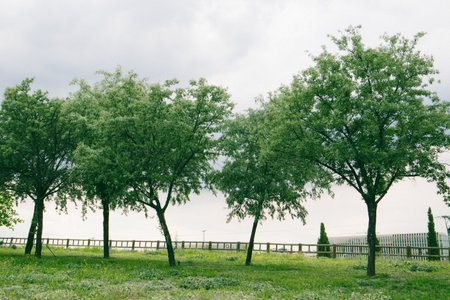 Row of green deciduous trees with fresh foliage in the park, square. Nature in the garden, gardens. landscape. The trees on a green lawn, meadow in spring or summer day. Landscaping, Nature Reserve.の写真素材