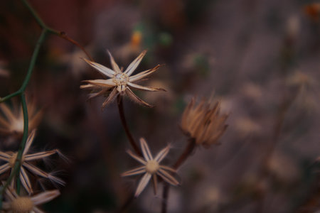 Dried wildflowers with thorns, wild plants, weed in wild environment. Nature, abstract warm landscape in summer golden hour. Amazing natural wallpaper with sepia brown filter. Sunny garden flowers.の写真素材