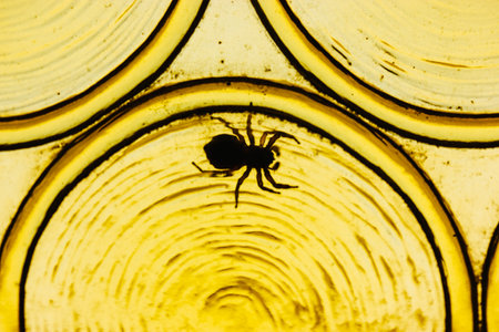 Large black spider on yellow window glass. insect in interior. Spiders silhouette on the golden backdrop. Wild tarantula climbing a wall. Macro world of insects in wild nature. Unusual pet at home.の写真素材