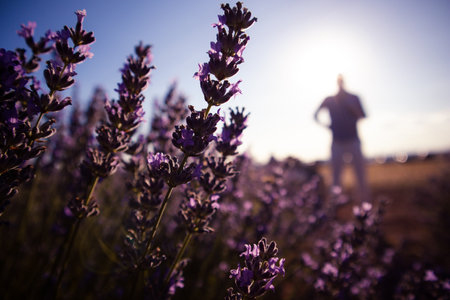 Silhouette of a male farmer in a lavender field, plantation, farm low angle view. Growing flowering plants as a small business. Floriculture and horticulture concept. Seasonal blooming in summertime.の写真素材