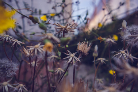 Dried wildflowers with thorns, wild plants, weed in wild environment. Nature, abstract warm landscape in summer golden hour. Amazing natural wallpaper with sepia brown filter. Sunny garden flowers.の写真素材
