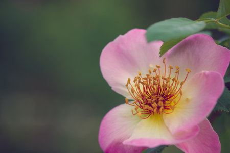 Rosa damascena or Damask pink rose. A beautiful pink flower used for production fragrant oils, cosmetic. Flowering, deciduous shrub plant. Delicate summer English tea roses blossoming in the garden.の写真素材