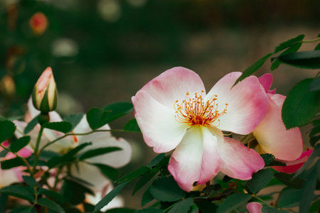 Rosa damascena or Damask pink rose. A beautiful pink flower used for production fragrant oils,...