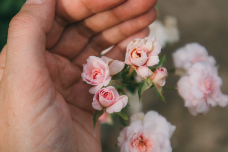 Delicate pink buds of a miniature rose on a flowering shrub in a female gardener's hand. Young lady is choosing blossoming flowers Bridal theme Beautiful fresh flowering plants on a brunch in rosariumの写真素材