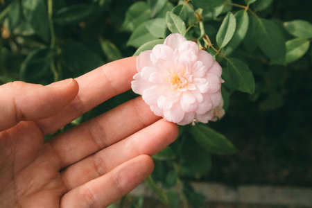 Delicate pink buds of a miniature rose on a flowering shrub in a female gardener's hand. Young lady is choosing blossoming flowers Bridal theme Beautiful fresh flowering plants on a brunch in rosariumの写真素材