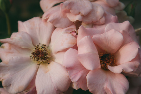 Rosa damascena or Damask pink rose. A beautiful pink flower used for production fragrant oils, cosmetic. Flowering, deciduous shrub plant. Delicate summer English tea roses blossoming in a garden.の写真素材