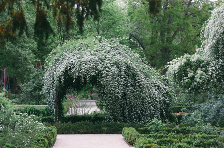 Tunnel of flowering shrub branches with green leaves and lots of flowering white flowers. Beautiful landscape design of a formal botanical garden Walkway, path in the orchard. Trees are trimmed to arcの写真素材