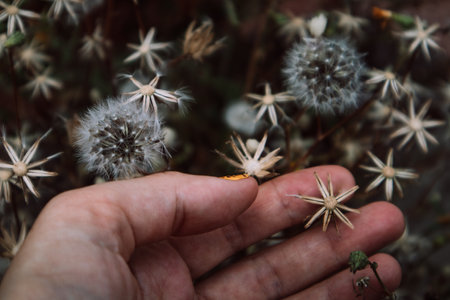 Dried wildflowers with thorns, wild plants, weed in female hand. Human and nature connection. Summertime landscape. Amazing natural wallpaper with sepia brown filter. Wild grown garden flowers grow.の写真素材