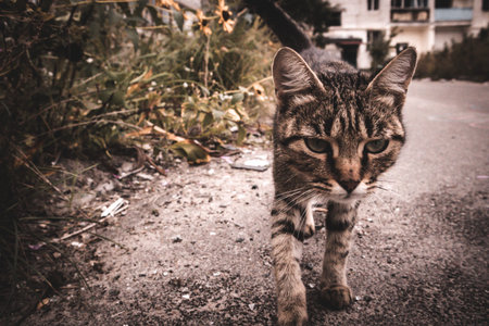 Abandoned cat with very sad eyes in city street amidst the ruins of a destroyed residential...