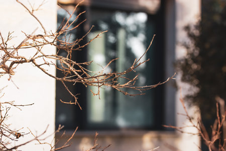 Leafless deciduous tree against the backdrop of a modern white house with a large window. Concept of home, nature, eco-friendliness. Patio villa cottage details. Home gardenの写真素材