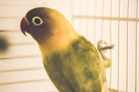 Yellow green parrot Agapornis, a genus of birds in the family Psittaculidae, in a bird cage soft...