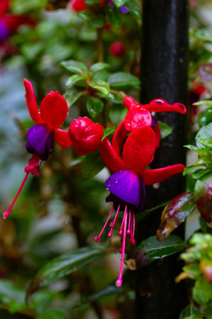 Dwarf fuchsias with small purplish-pink inflorescences and raindrops on bell-shaped flowers hanging...