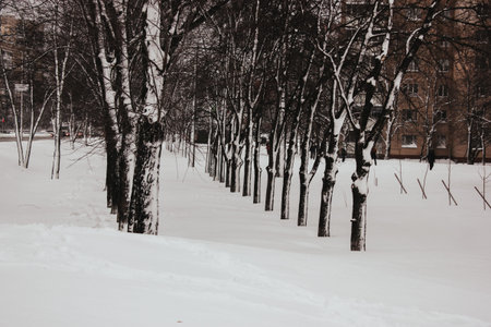 The snow-covered bare trees trunks after storm in a city park. Wintry cold weather in a town. Snow...