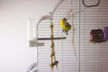 Yellow-cheeked nerosier parrot Agapornis a genus of birds in a family Psittaculidae in a white cage...