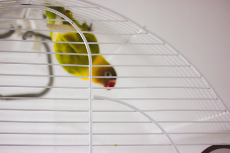 Yellow-cheeked nerosier parrot Agapornis a genus of birds in a family Psittaculidae in a white cage...