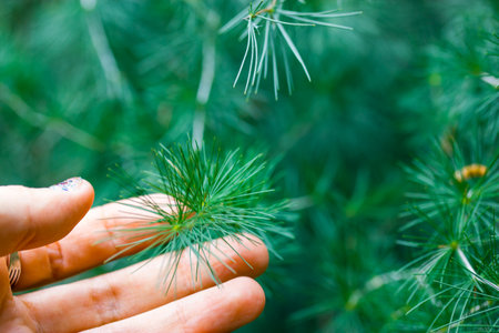 Evergreen fresh spruce needles on a pine tree twig in female hand. Human and nature connection. Gardener shows fir branch. Relax in a wood, woods, green forest. New Year Christmas tree 2024 choosing.の写真素材
